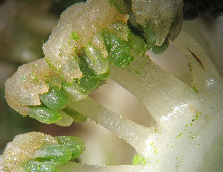 Equisetum telmateia